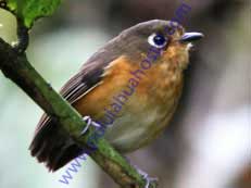 Rusty-breasted Antpitta