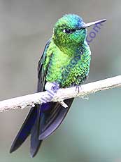 Sapphire-vented-Puffleg