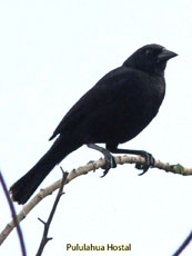 Scrub Blackbird