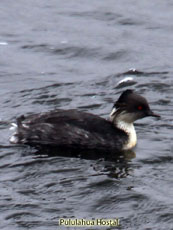 Silvery Grebe