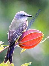 Tropical Kingbird