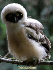 Spectacled Owl