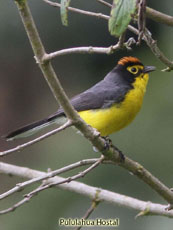 Spectacled Whitestart