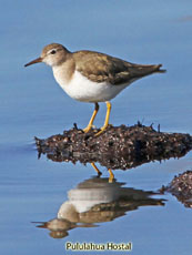 Spotted Sandpiper