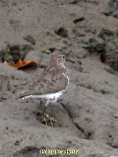 Spotted Sandpiper