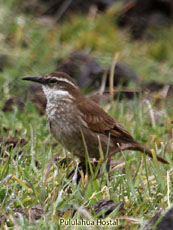 Stout-billed Cinclodes