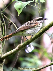 Streaked Flycatcher