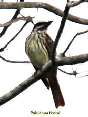 Streaked Flycatcher