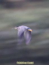 Striated Heron