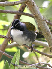 Stripe-headed Brush Finch