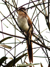 Striped Cuckoo_Tapera naevia