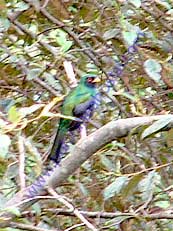 Trogon Enmascarado