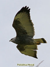 Variable Hawk Black Morph