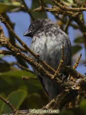 Vegetarian Finch Camarhynchus crassirostris