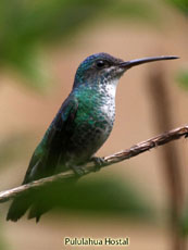 Violet-headed Hummingbird Female