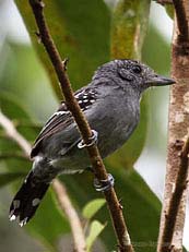 Western Slaty-Antshrike