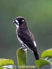 White-browed Purpletuft