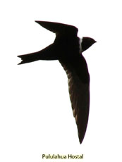 White-collared Swift