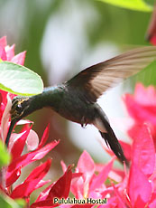 White-whiskered-Hermit