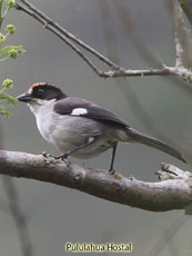 White-winged