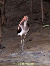 White Ibis Young