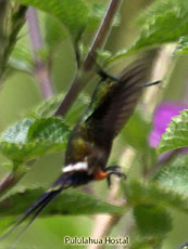 Wire-crested thorntail