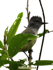 Yellow-bellied Elaenia